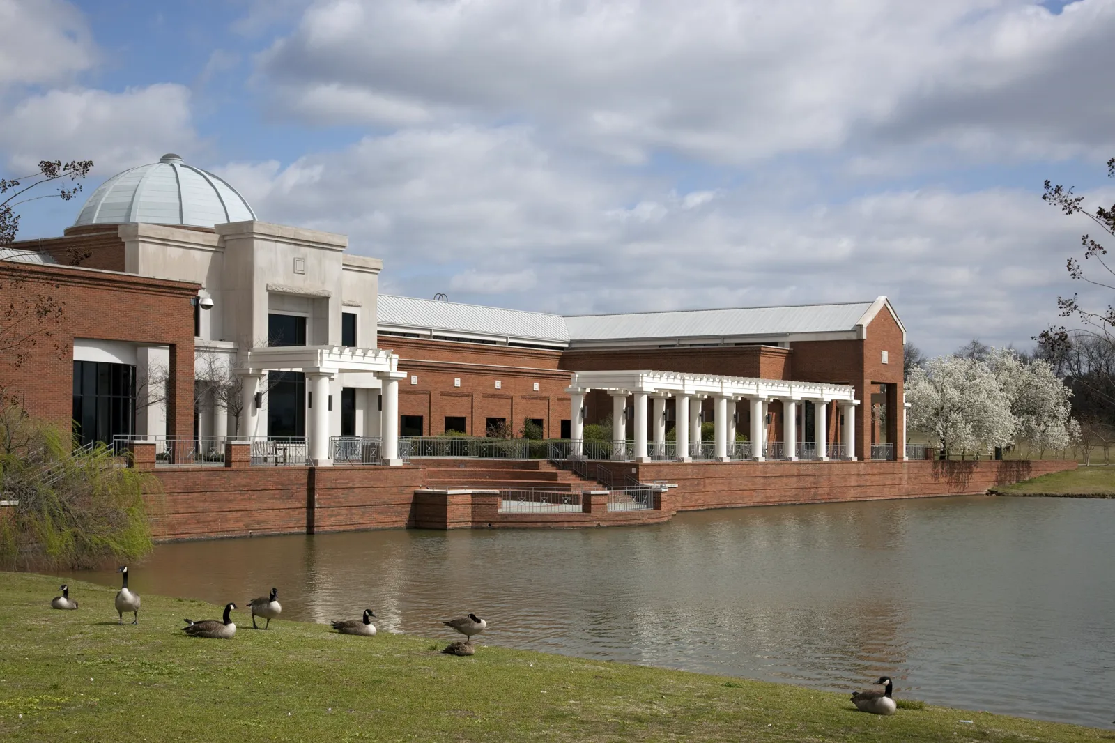 A brick and white stone museum building with a glass dome and a long white colonnade beside a pond, with Canada geese resting on the grass in the foreground and trees in white blossom at the right