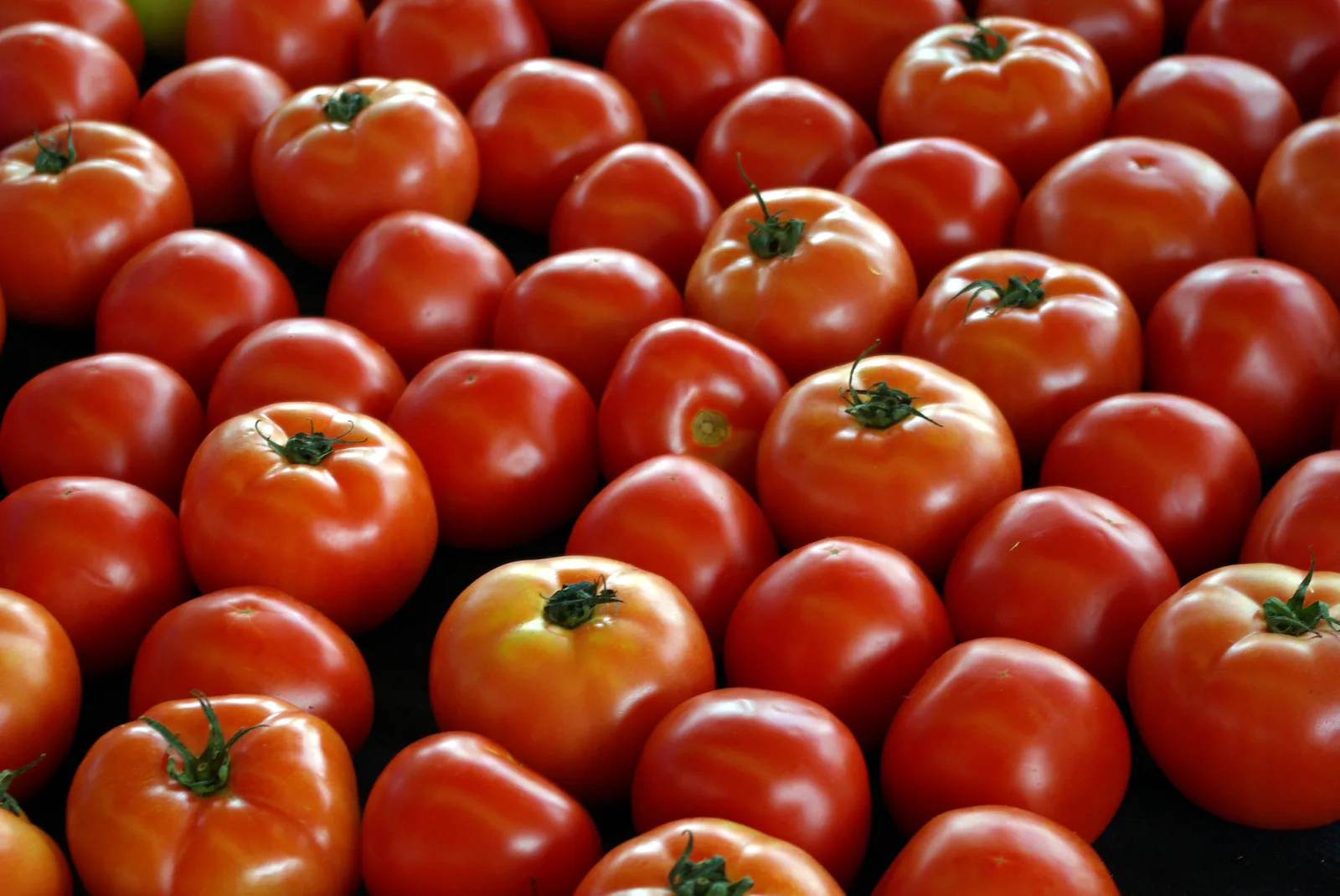 Rows of ripe red tomatoes with green stems laid out close together on a dark table