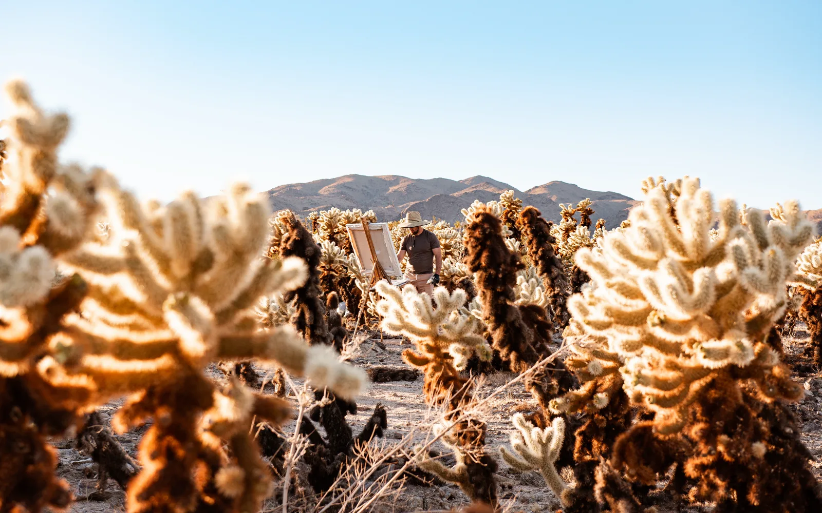 A painter seen from a distance stands at an easel among cholla cactus glowing in low evening sun, with desert mountains behind