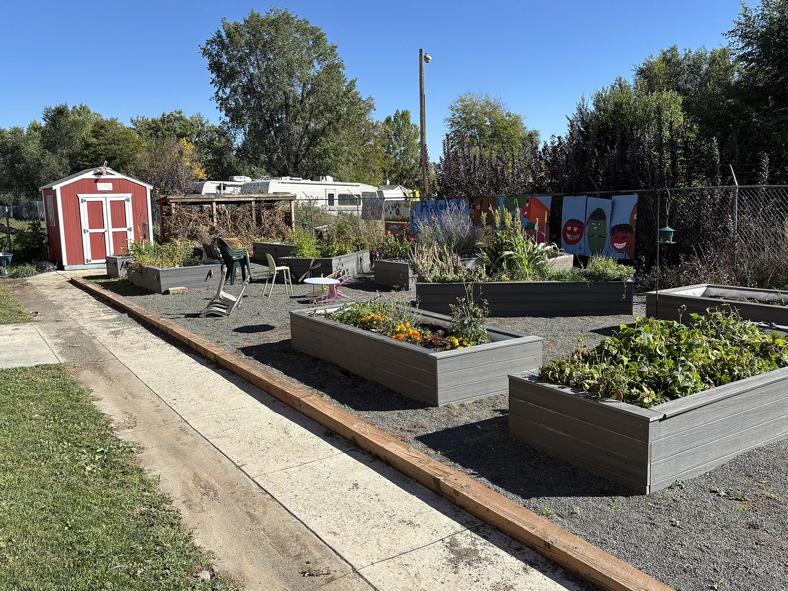 A school garden of gray raised beds planted with late season crops and flowers, with gravel paths, outdoor chairs, a red shed and painted vegetable faces on the fence