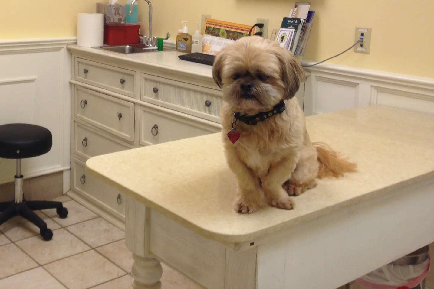 A small tan long-haired dog wearing a collar with a red heart-shaped tag sits on a veterinary exam table beside a counter with a sink, drawers and a stool