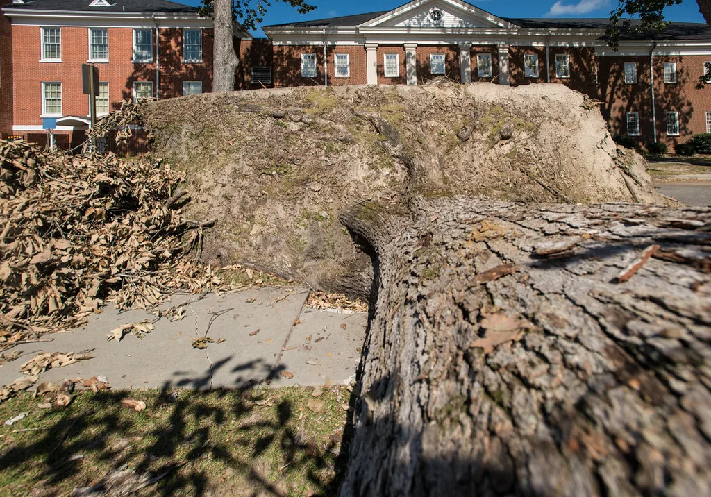 The trunk and upturned root ball of a large fallen tree lie across a lawn and sidewalk in front of two-story red brick church buildings under a blue sky