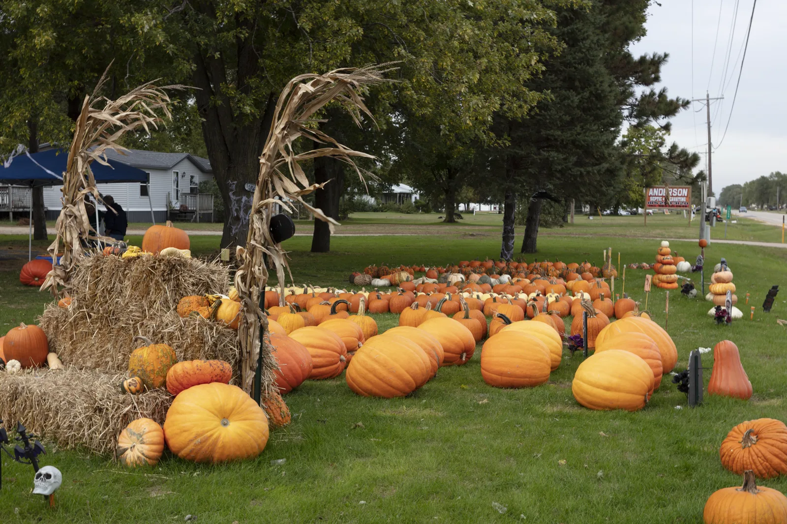 Rows of orange pumpkins on a lawn beside hay bales and dried corn stalks, with shade trees, a house and a blue canopy behind them
