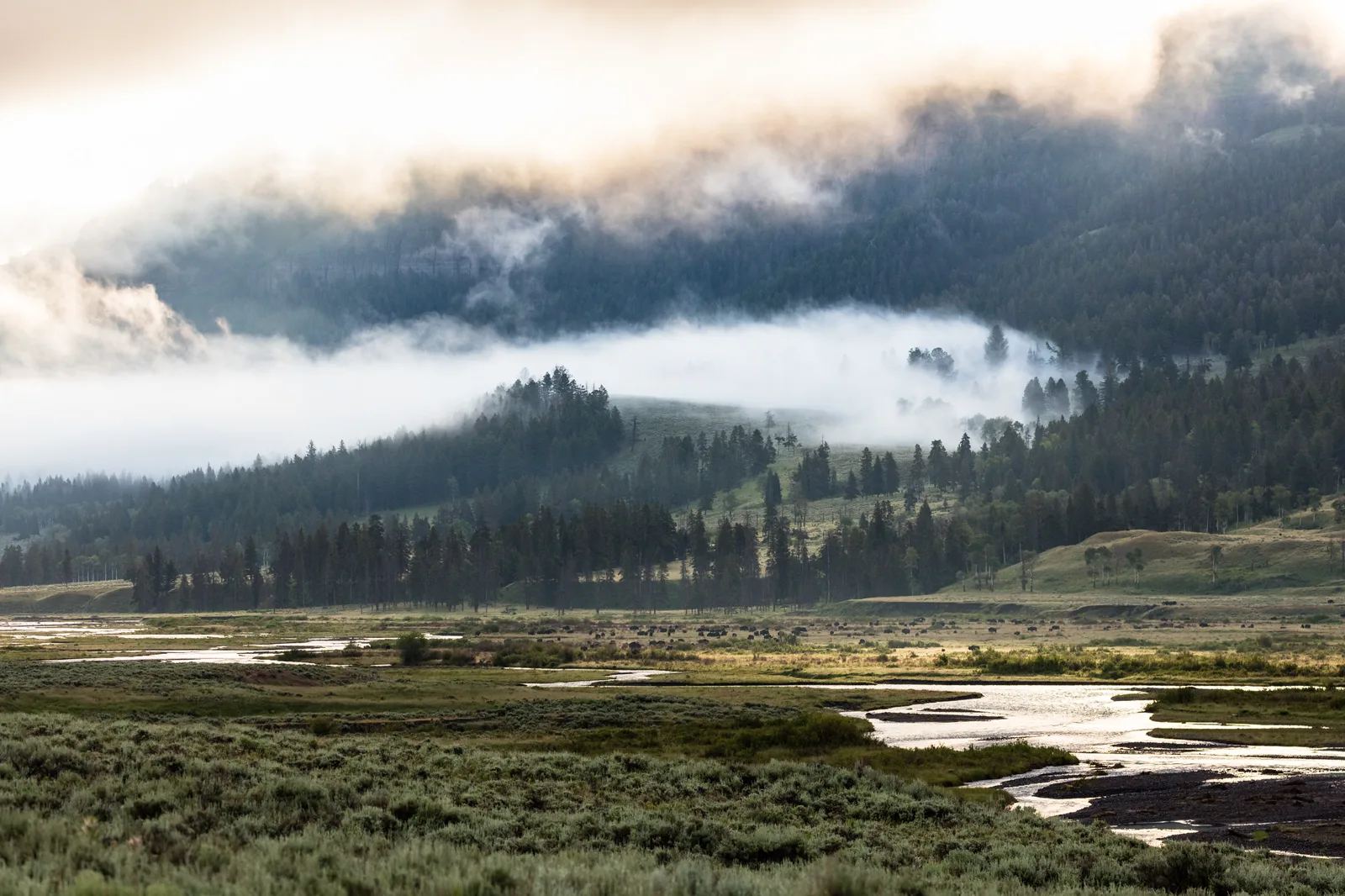 Fog drifts over forested hills above a wide valley where a distant herd of bison grazes beside a braided river and sagebrush
