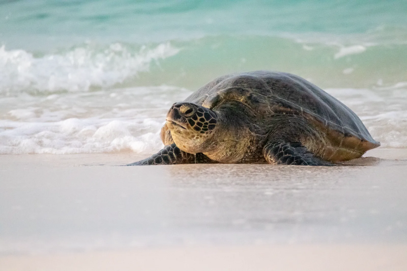A Hawaiian green sea turtle rests on wet white sand at the water's edge with small waves breaking behind it