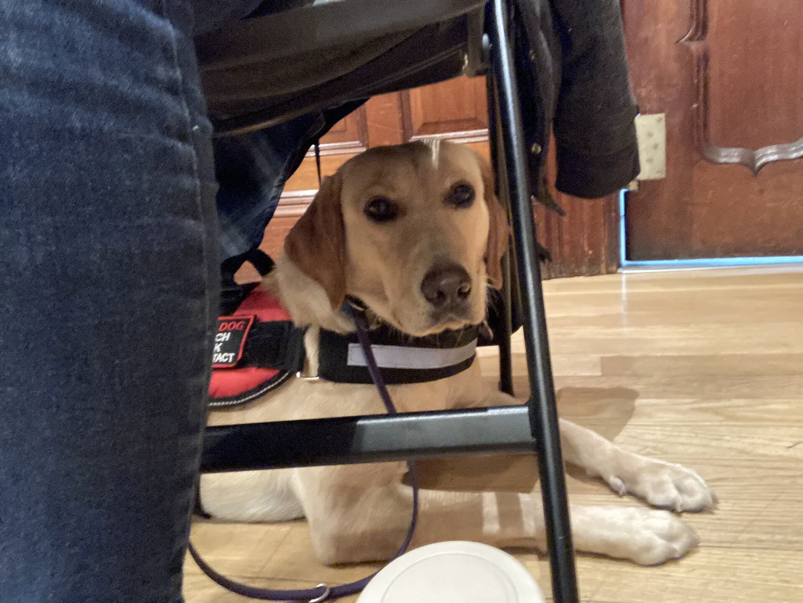 A yellow Labrador retriever in a red service dog vest lies on a wooden floor under a folding chair, beside a person's leg in blue jeans