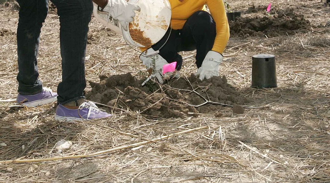 Two volunteers in work gloves, seen from the shoulders down, pour soil from a white bucket around a seedling marked with a pink flag, beside an empty black plant pot on straw-covered ground
