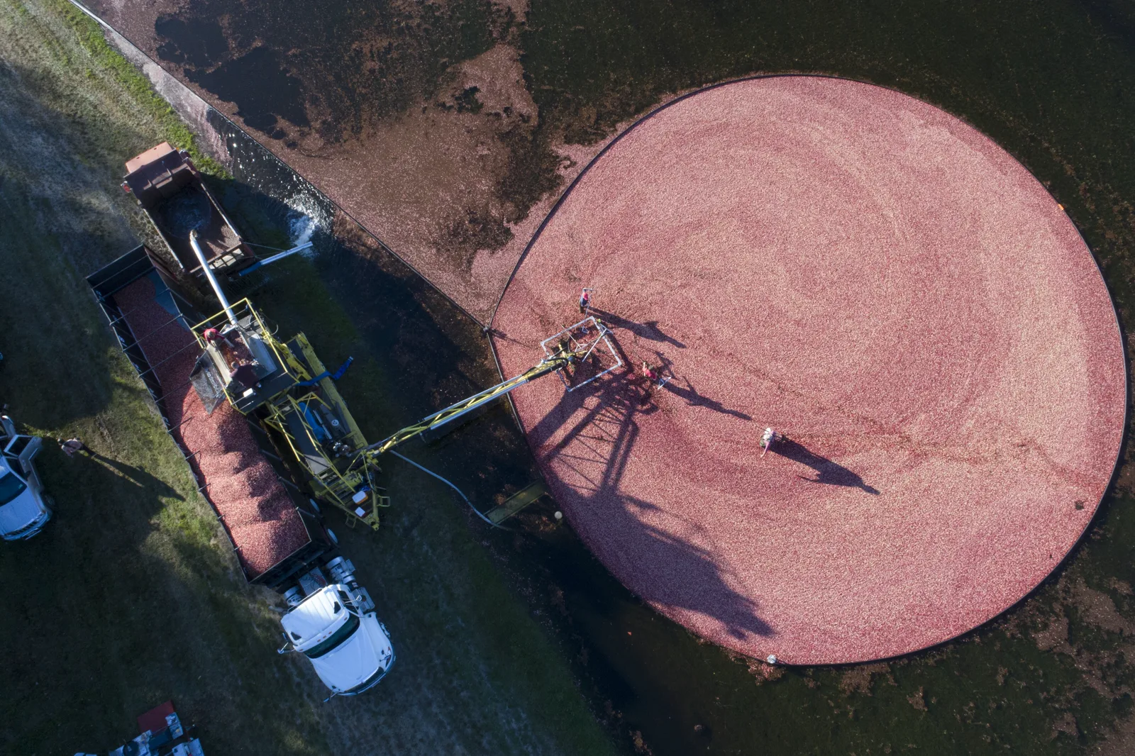An aerial view of a large circle of floating red cranberries ringed by a boom in a dark flooded bog, with a yellow harvester and conveyor loading the berries into a truck parked on the grass beside it
