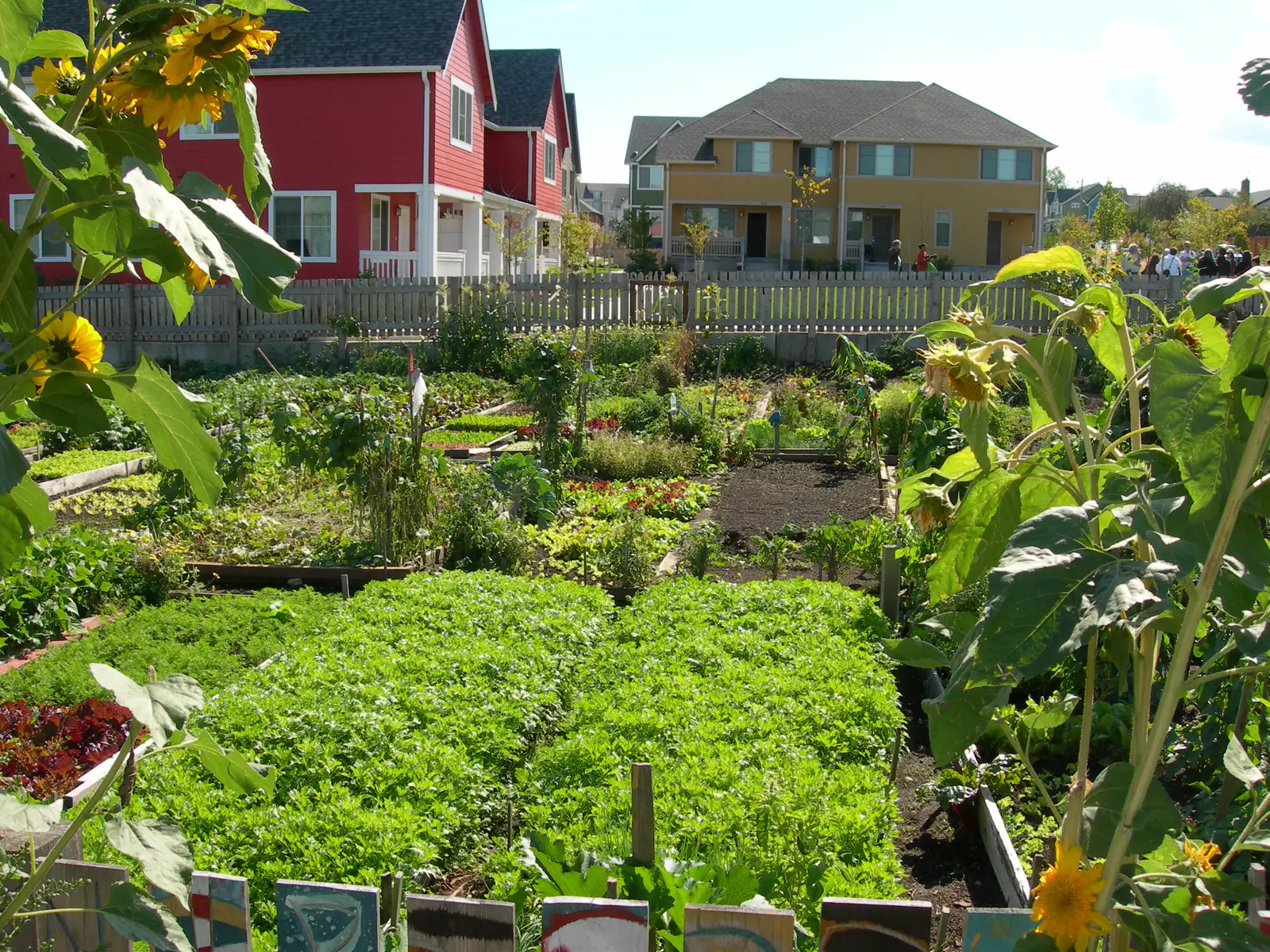 Rows of leafy vegetables and tall sunflowers in a fenced community garden, with red and yellow two-story houses behind a picket fence under a blue sky