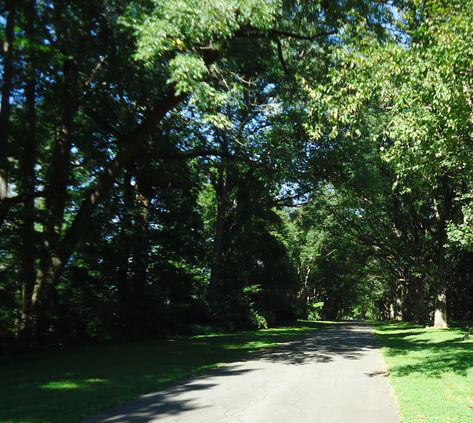 A paved road curving under tall leafy trees in summer, with sunlit grass on both sides