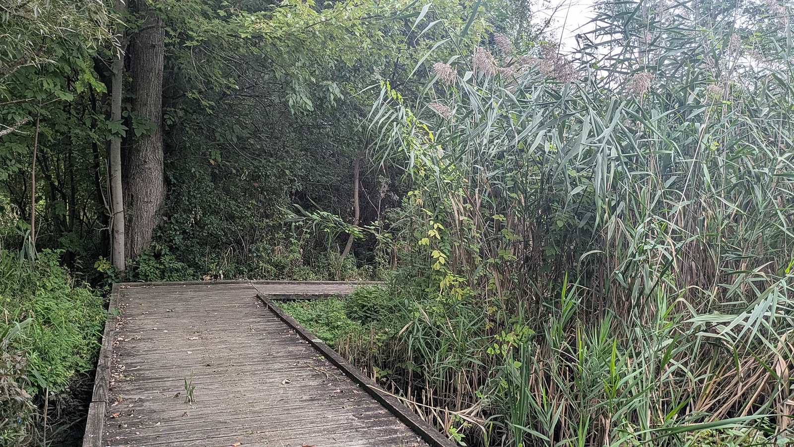 A weathered wooden boardwalk turns past tall reeds and trees along a wooded wetland trail
