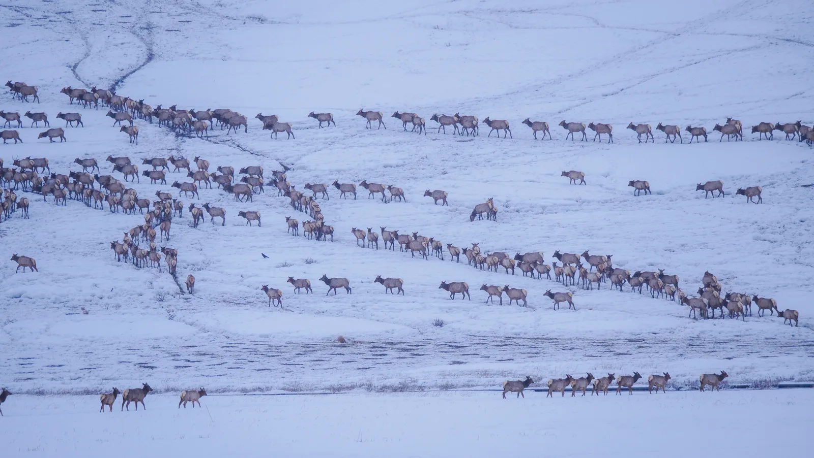 Hundreds of elk walk in long lines up a snow-covered slope, while a few more cross flat snowy ground at the bottom