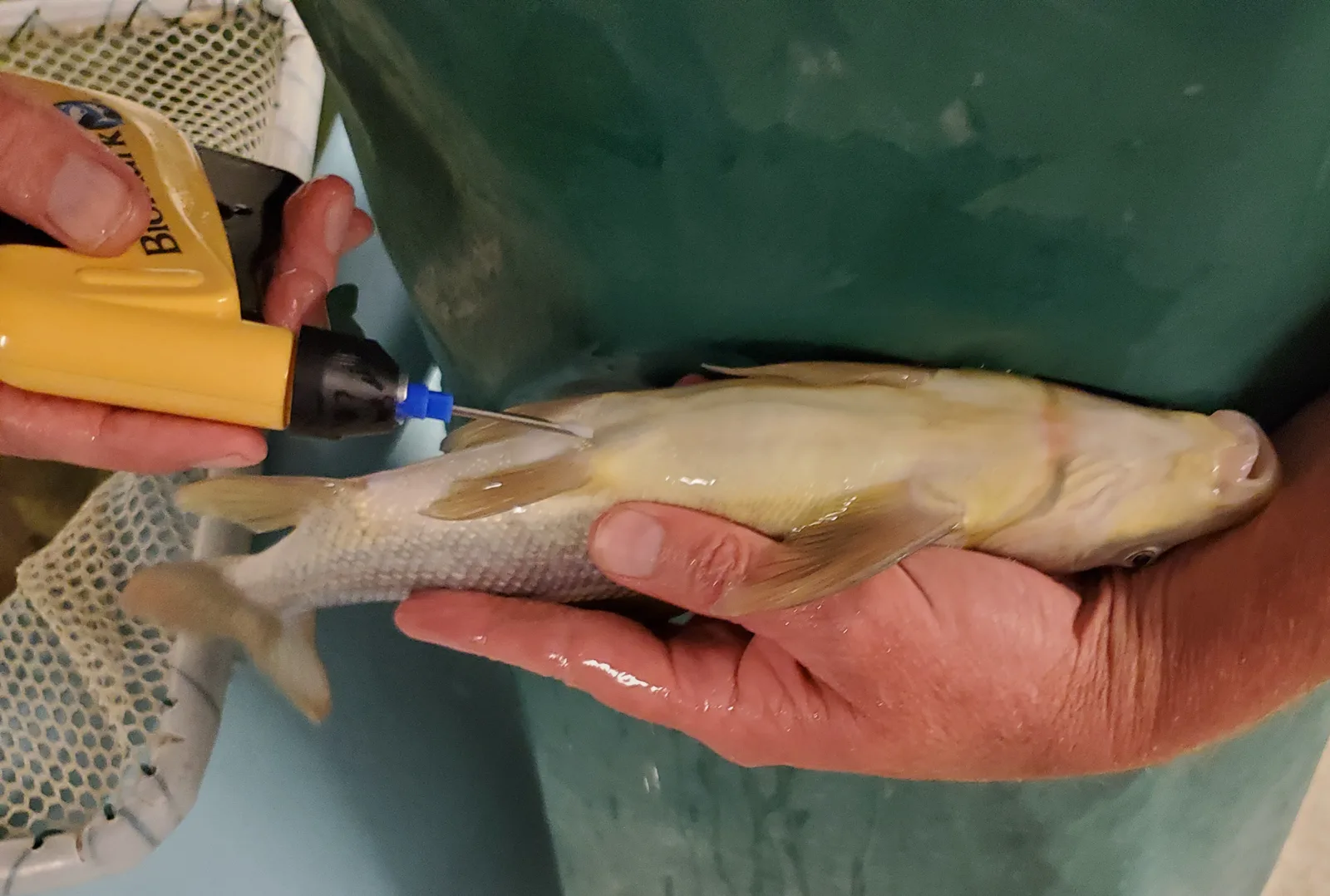 Two hands hold a pale young fish over a green tank while a third hand pushes the needle of a yellow tagging tool into its side, with a mesh net at the left