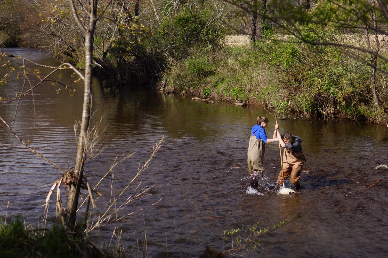 Two students in waders stand in a shallow, tree-lined creek, one stirring the stream bottom with a long-handled net while the other steadies her