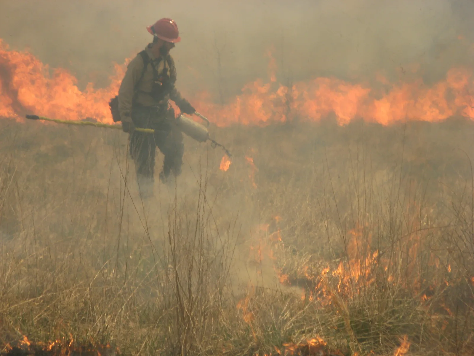 A firefighter in a red helmet and yellow shirt walks through tall dry grass carrying a drip torch, with a line of flames and smoke behind