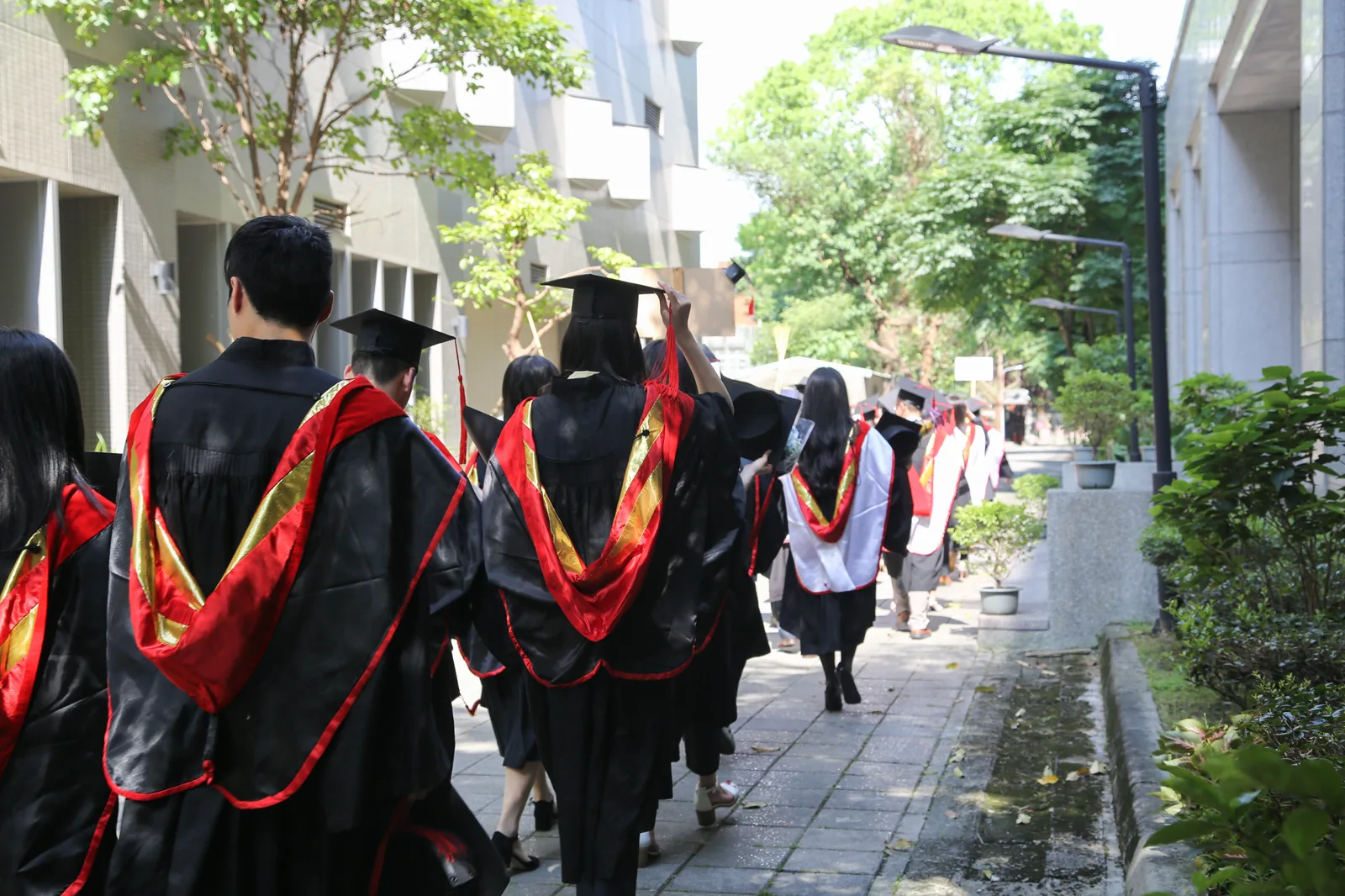 Graduates in black gowns with red and gold hoods and mortarboards walk away from the camera in a line along a tree-shaded campus path