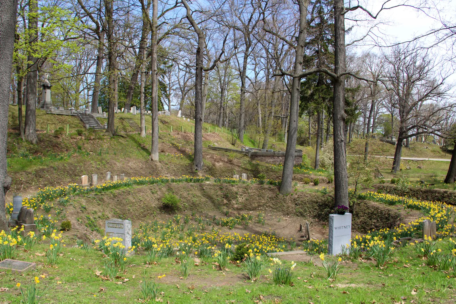 Old headstones among yellow daffodils on a wooded hillside in spring, with stone steps and a monument on the slope behind