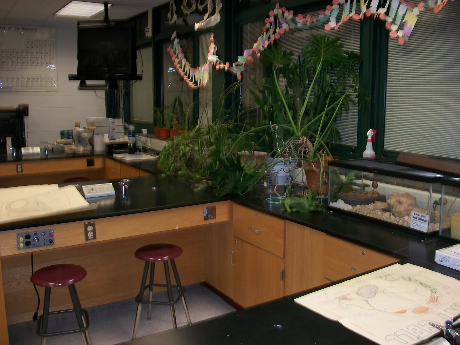 A high school science classroom with black lab benches, wooden cabinets and two red stools, potted plants and a glass terrarium along the windows, paper chains hanging from the ceiling and a periodic table on the wall