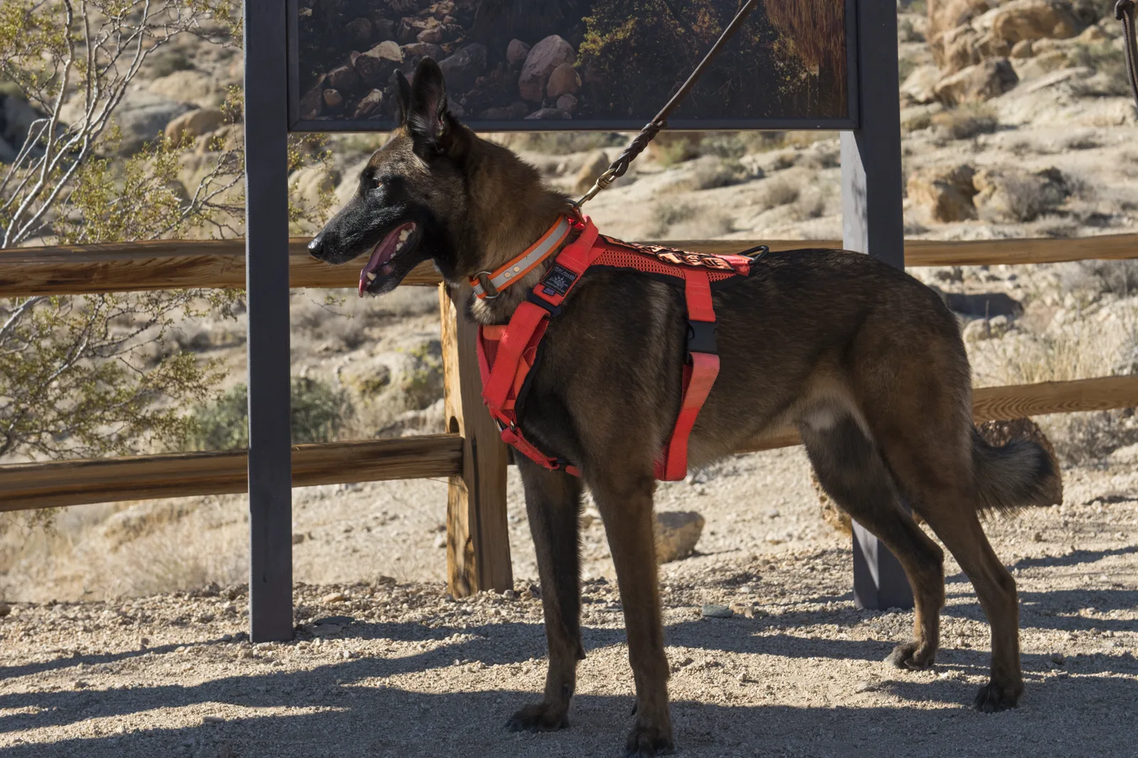 A dark brown shepherd dog in a red harness stands on a leash beside a wooden fence and a trail sign, with rocky desert hills behind it