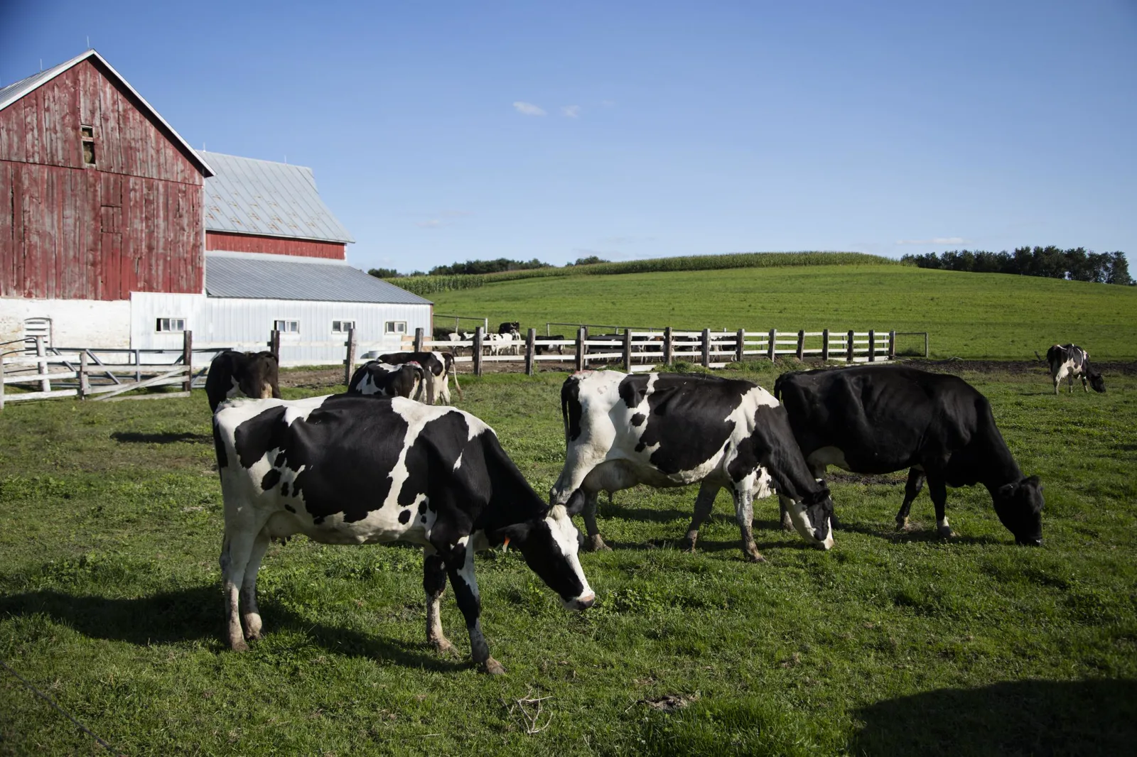 Black and white Holstein cows grazing on a green pasture beside a weathered red barn and a white shed, with a wooden fence, a cornfield on a hill and a clear blue sky behind them